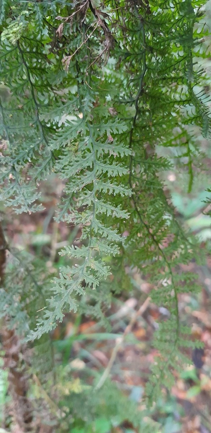 Trichomanes pedicellatum photo 4