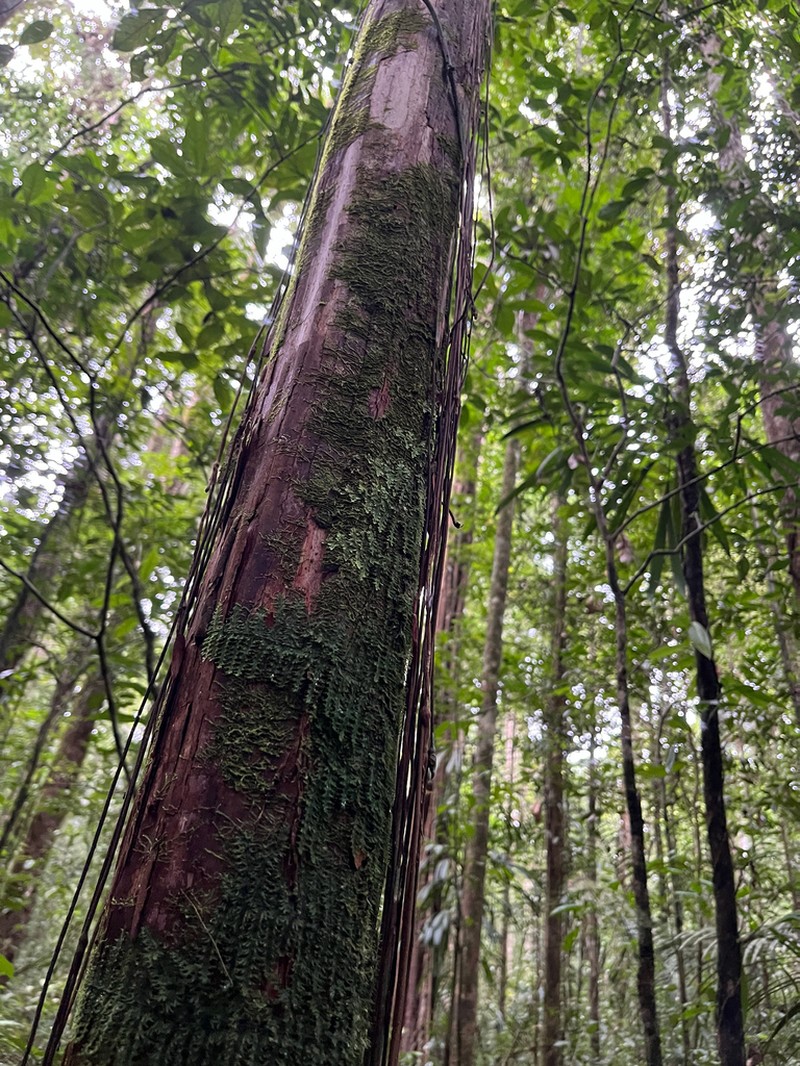 Trichomanes pedicellatum photo 5