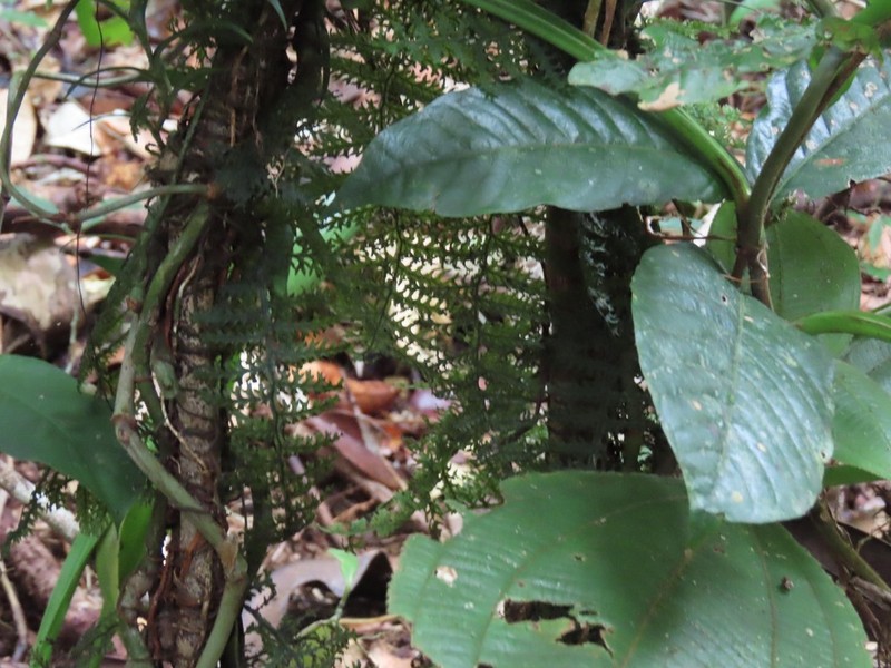 Trichomanes pedicellatum photo 6