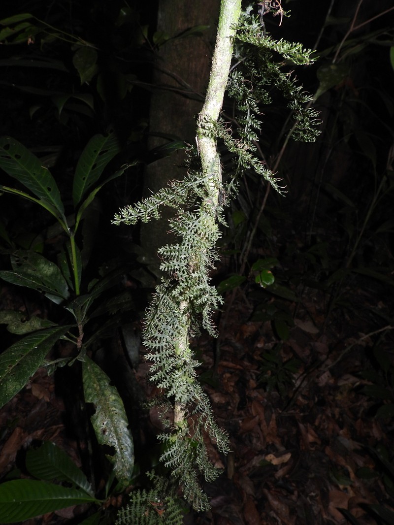 Trichomanes pedicellatum photo 7