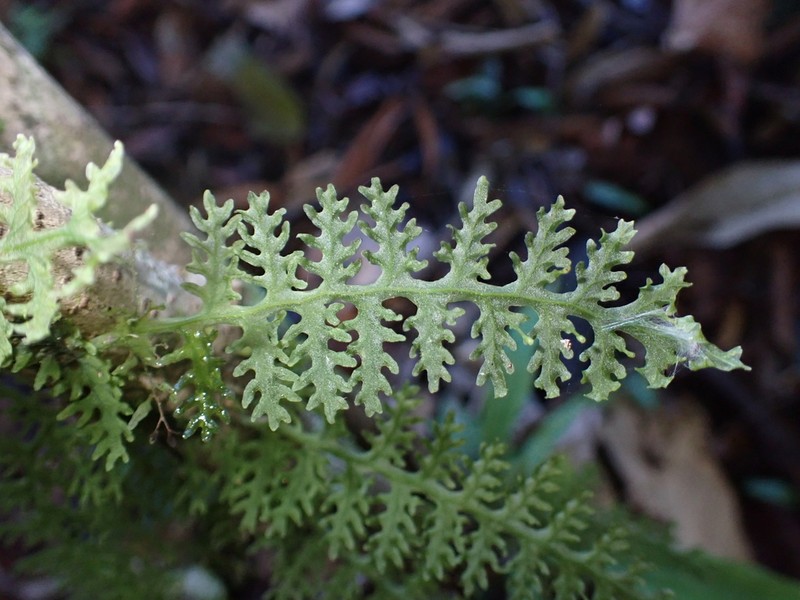 Trichomanes pedicellatum photo 8