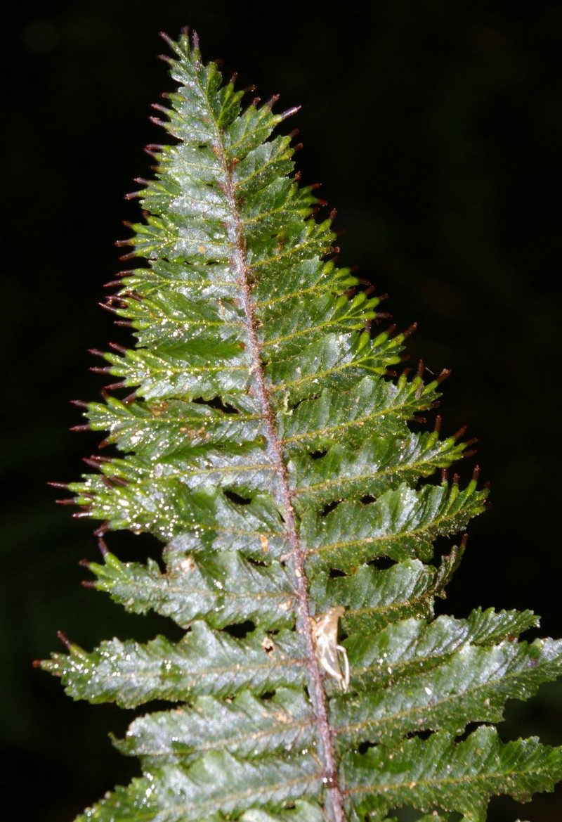 Trichomanes pellucens photo 2