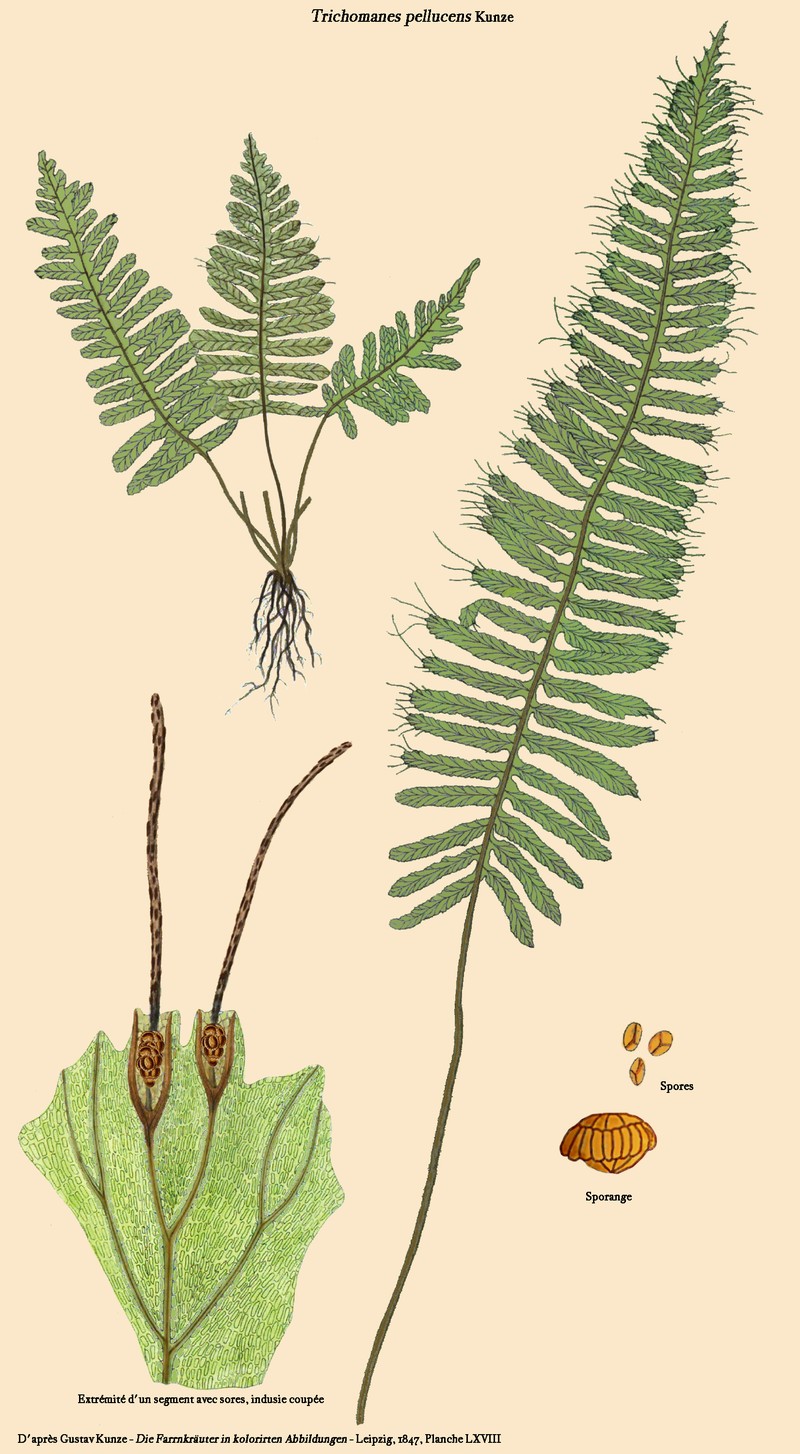 Trichomanes pellucens