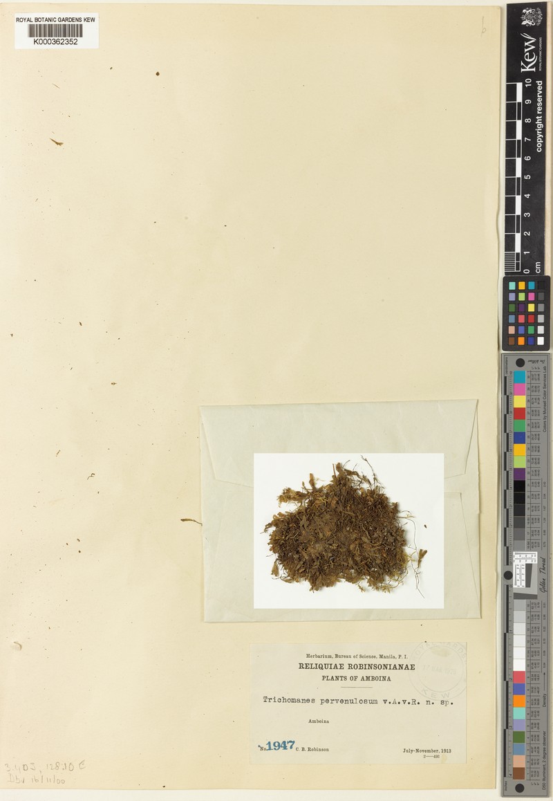 Trichomanes pervenulosum photo 3