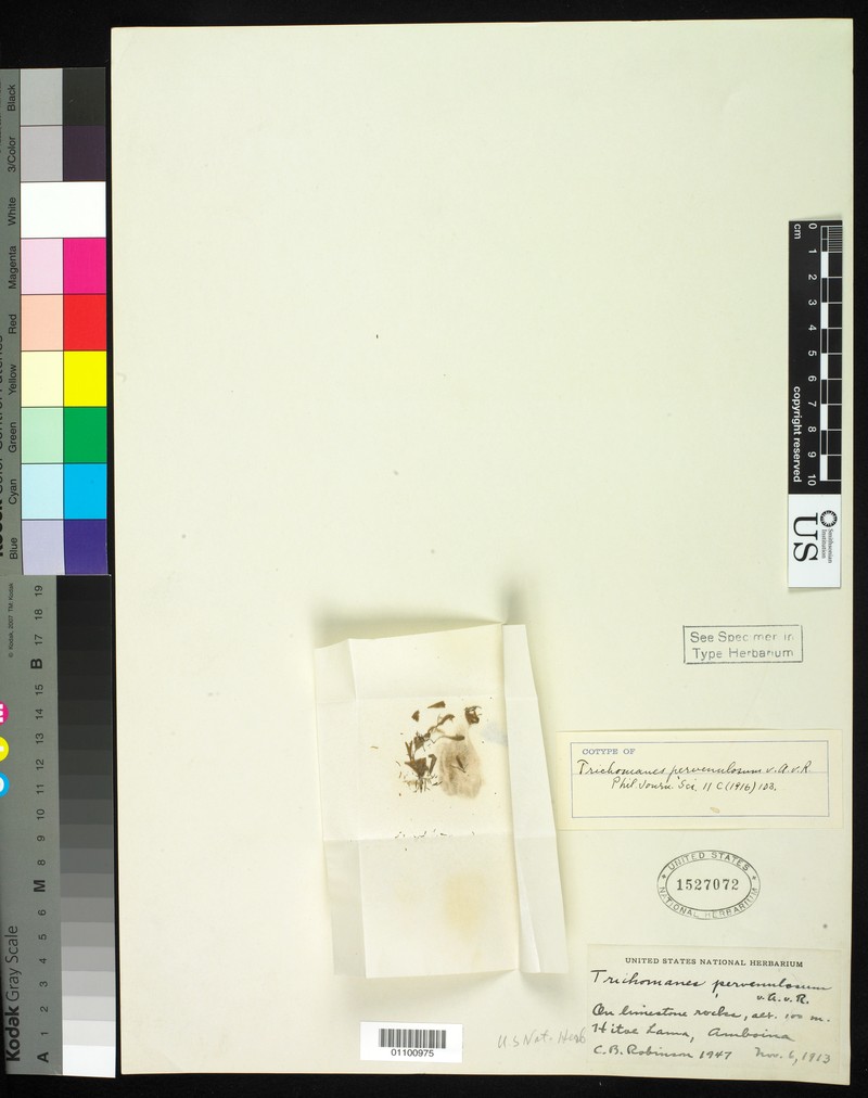 Trichomanes pervenulosum