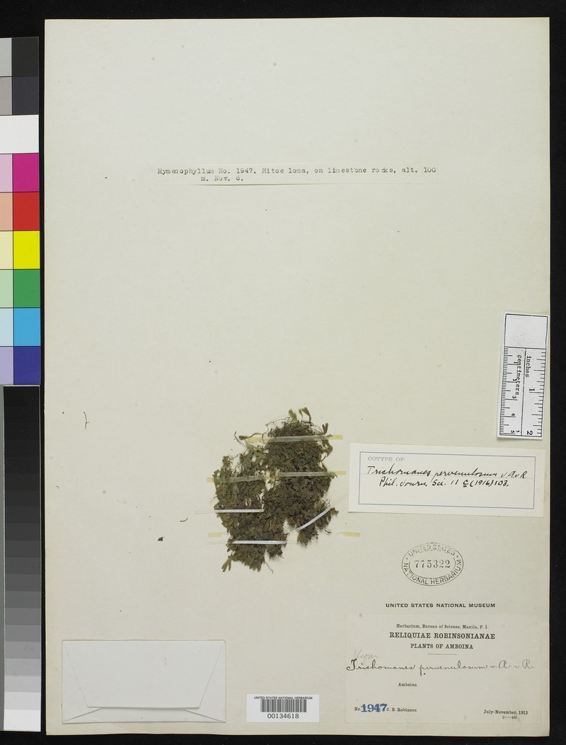 Trichomanes pervenulosum photo 4