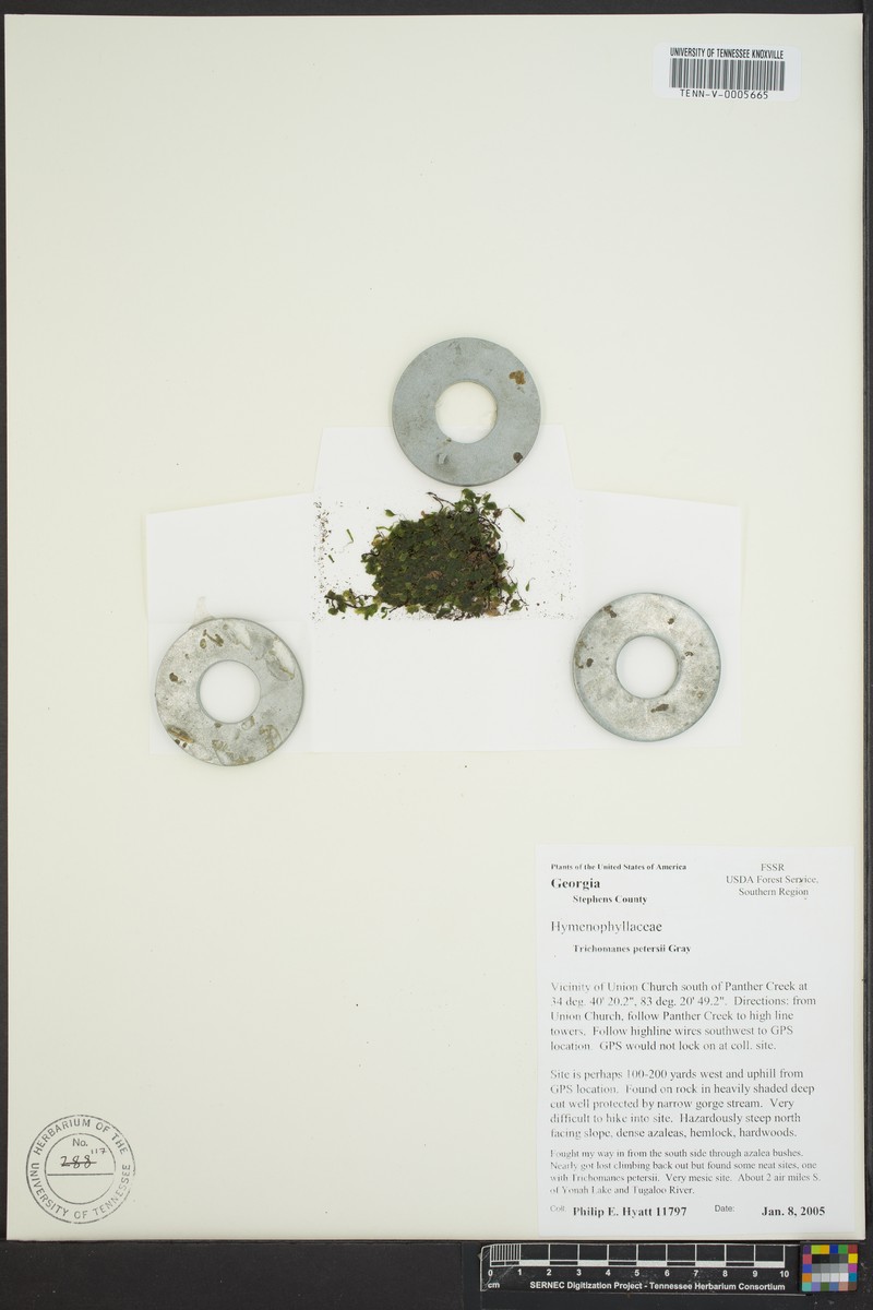 Dwarf Bristle Fern photo 3