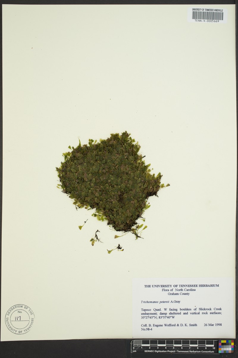 Dwarf Bristle Fern photo 4