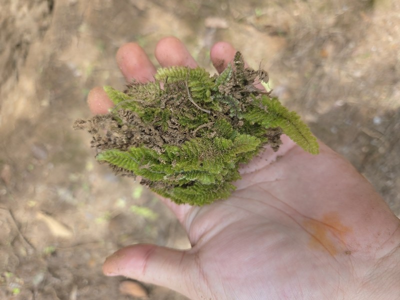 Trichomanes pilosum