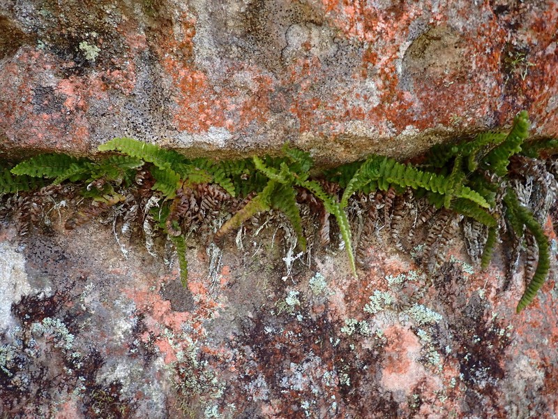 Trichomanes pilosum photo 2