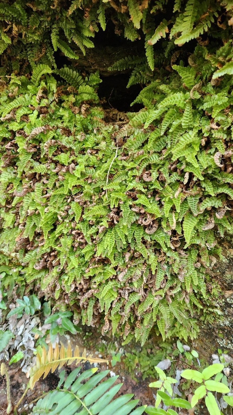 Trichomanes pilosum photo 3