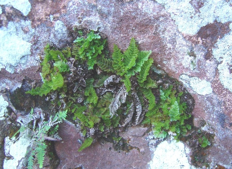 Trichomanes pilosum photo 5