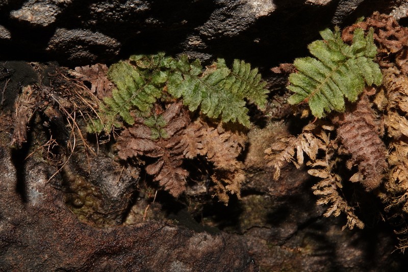 Trichomanes pilosum photo 6