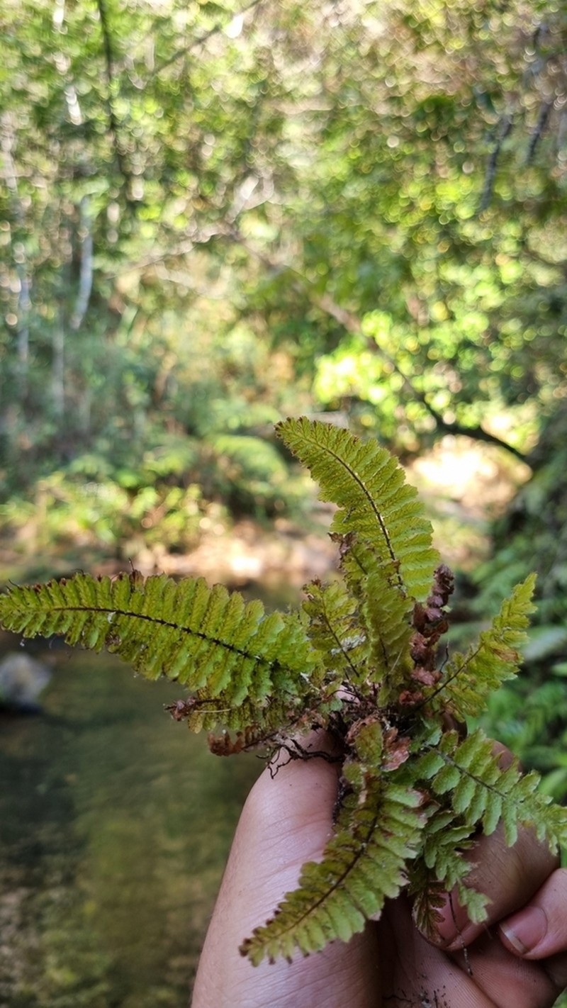 Trichomanes pilosum photo 7