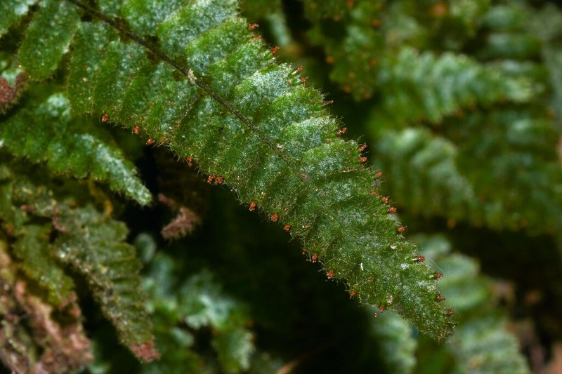 Trichomanes pilosum photo 8