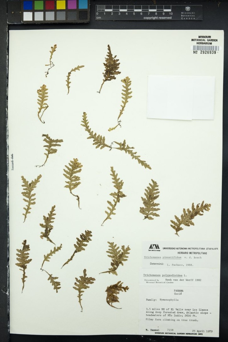 Trichomanes pinnatifidum