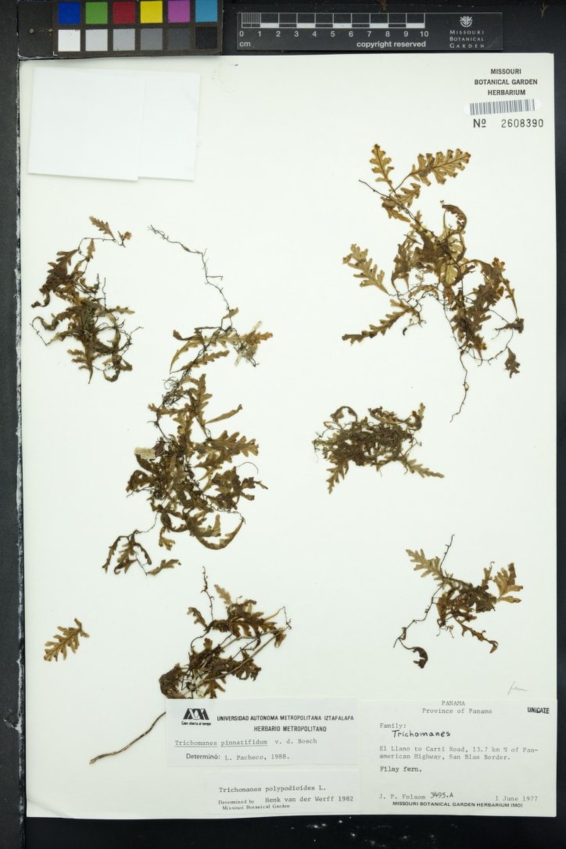 Trichomanes pinnatifidum photo 2