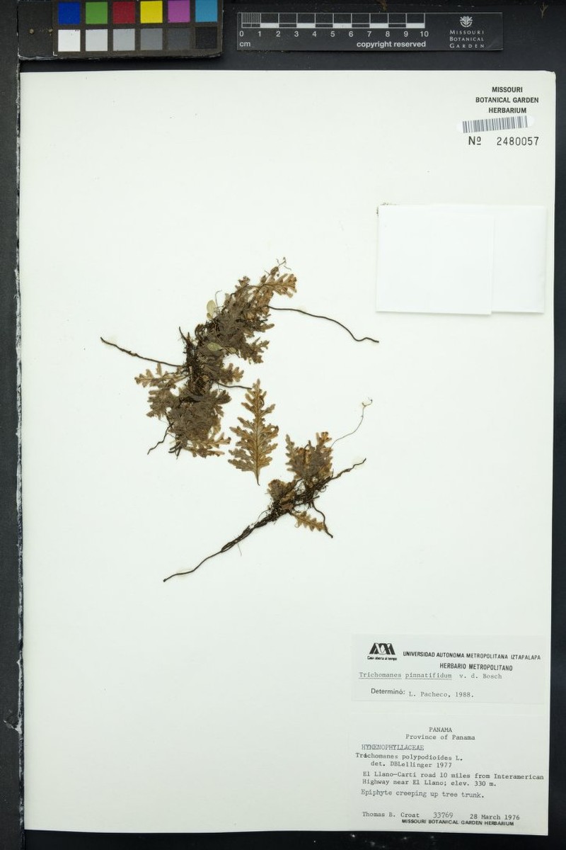 Trichomanes pinnatifidum photo 3
