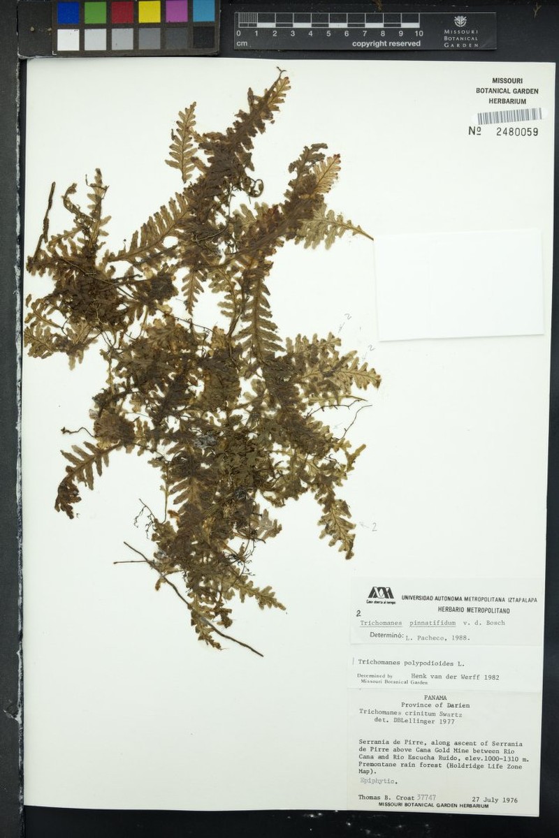 Trichomanes pinnatifidum photo 4