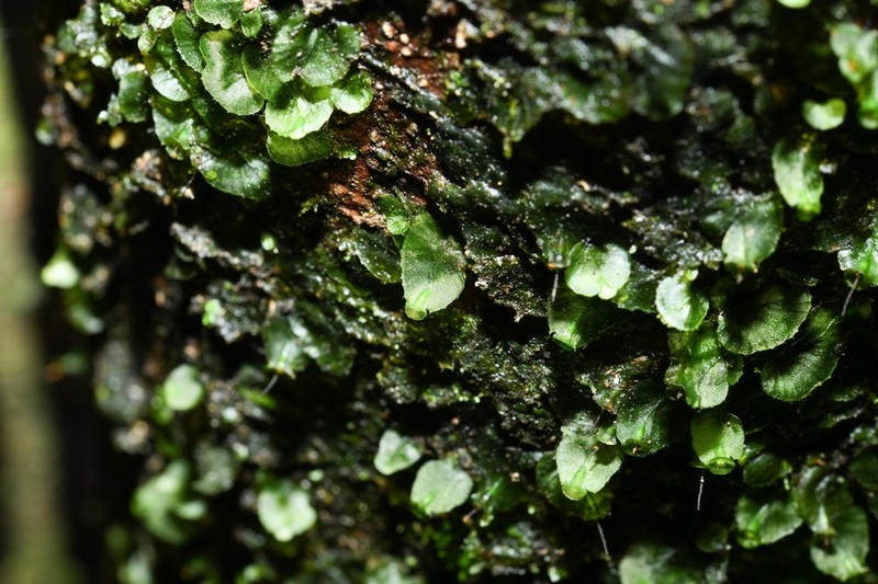 Trichomanes pinnatinervium photo 2