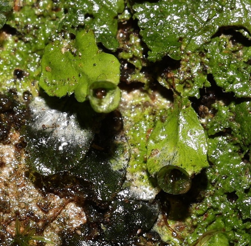 Trichomanes pinnatinervium photo 3