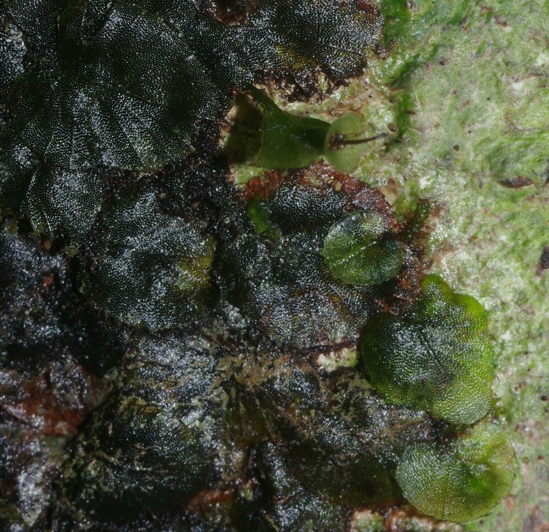 Trichomanes pinnatinervium photo 5
