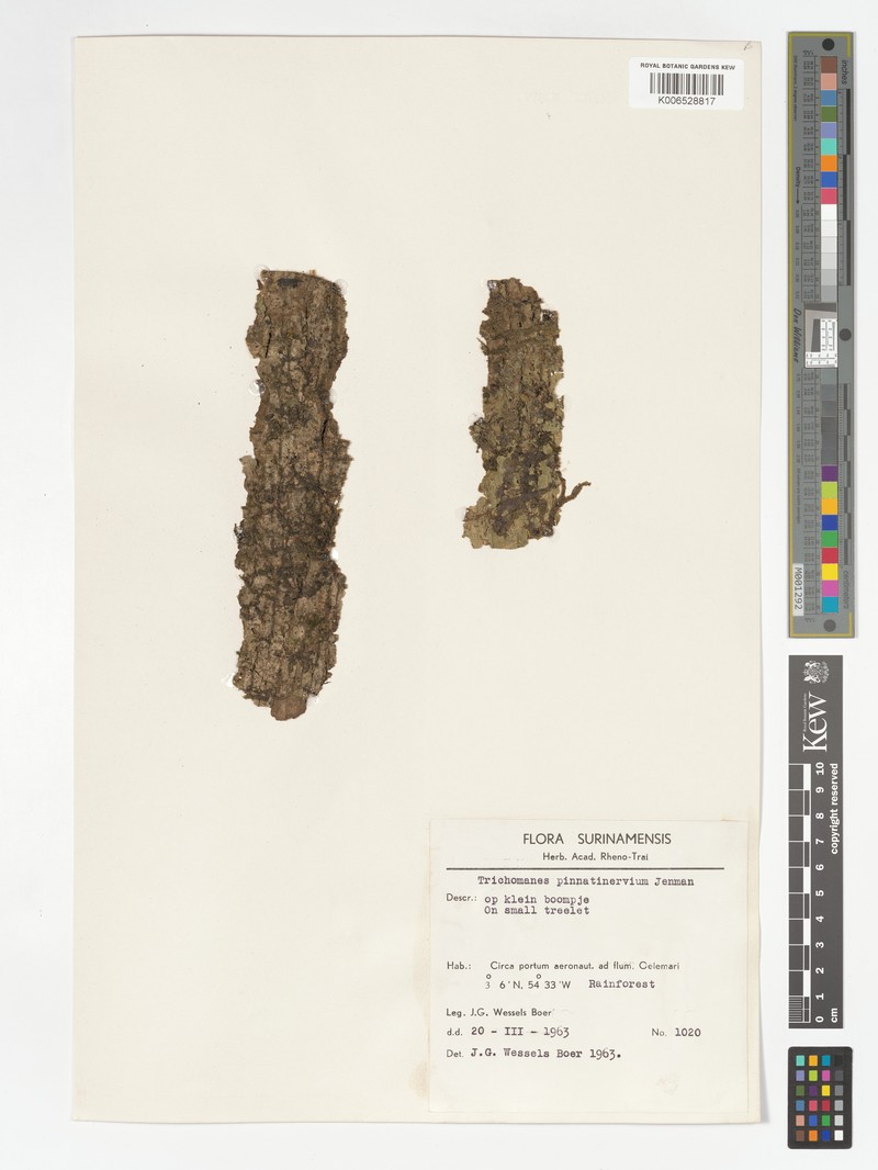 Trichomanes pinnatinervium photo 6