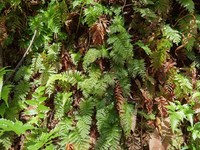 Tansy Bristle Fern