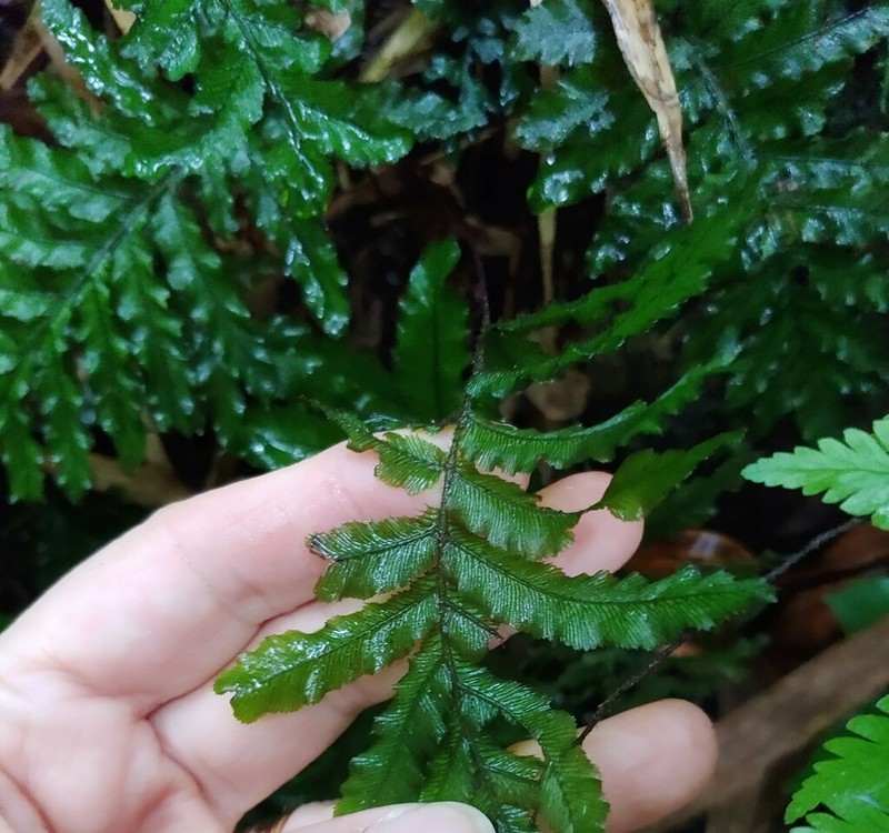 Tansy Bristle Fern photo 2