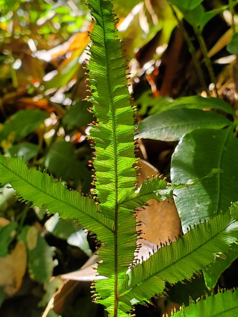 Tansy Bristle Fern photo 3