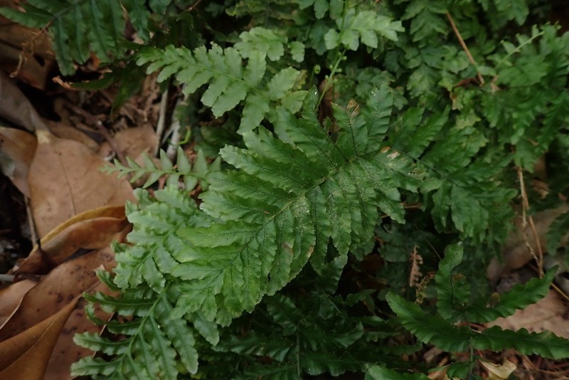 Tansy Bristle Fern photo 4