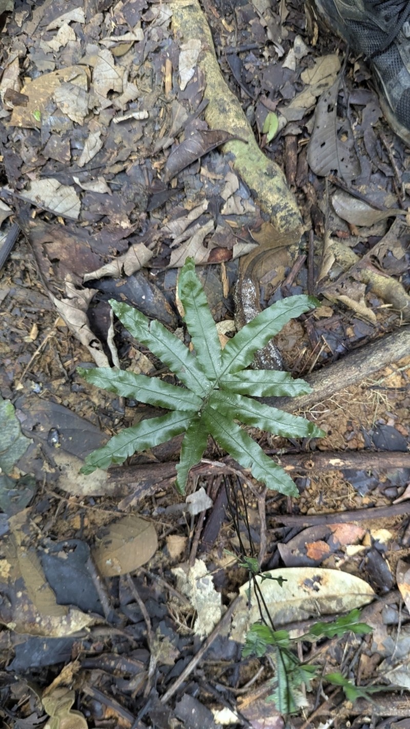 Tansy Bristle Fern photo 5