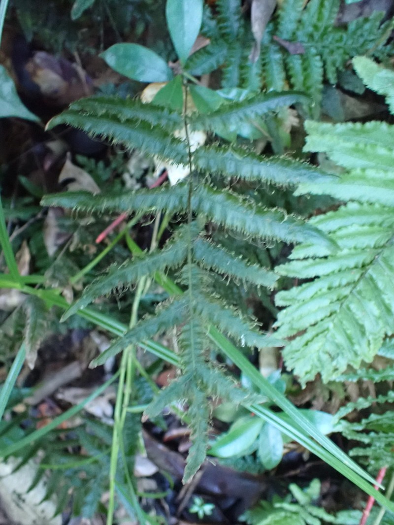 Tansy Bristle Fern photo 6