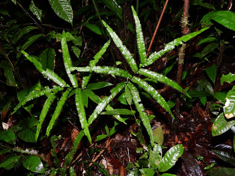 Tansy Bristle Fern photo 7