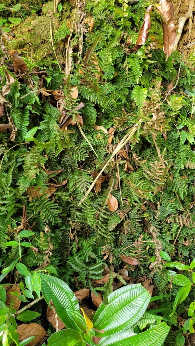 Tansy Bristle Fern photo 8