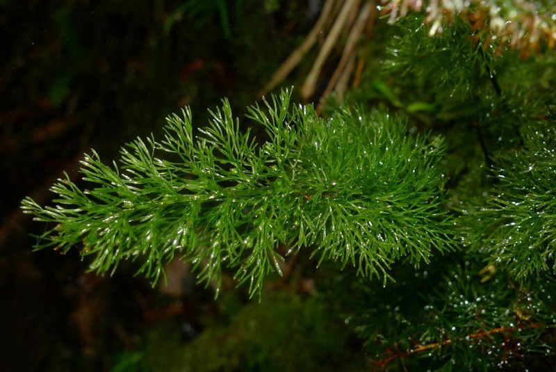 Trichomanes pluma