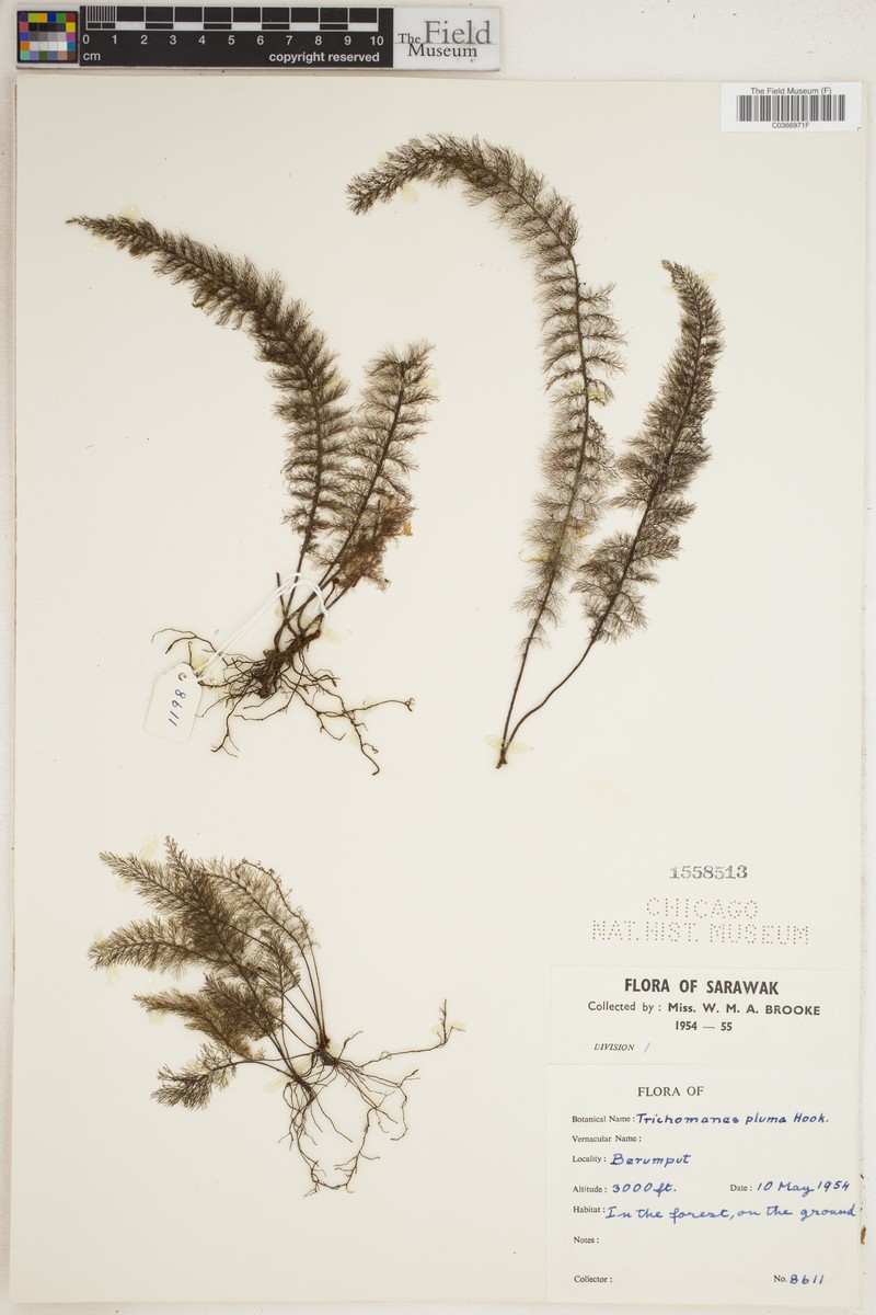 Trichomanes pluma photo 3