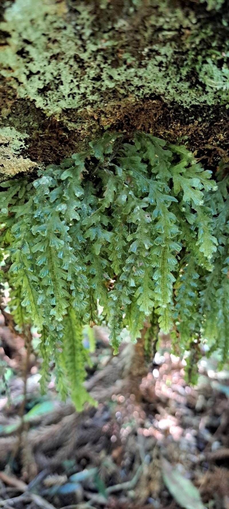 Jeweled Bristle Fern