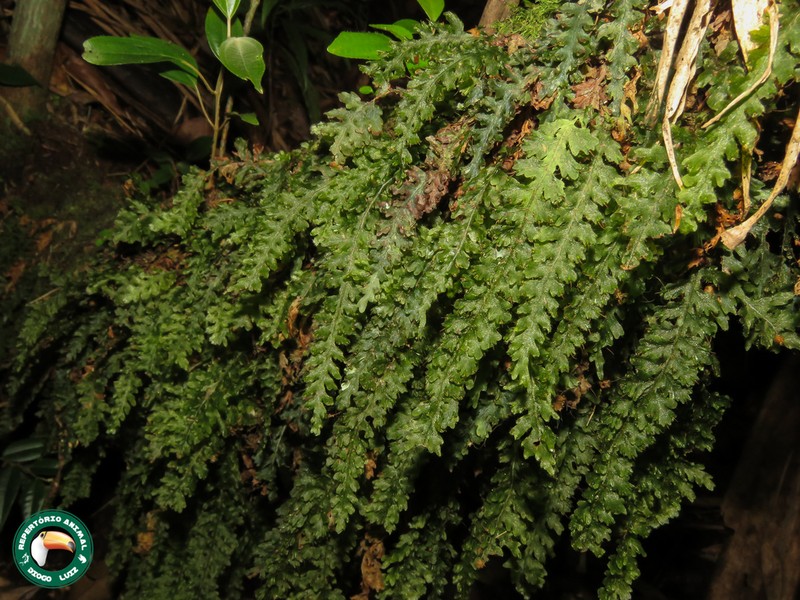Jeweled Bristle Fern photo 2