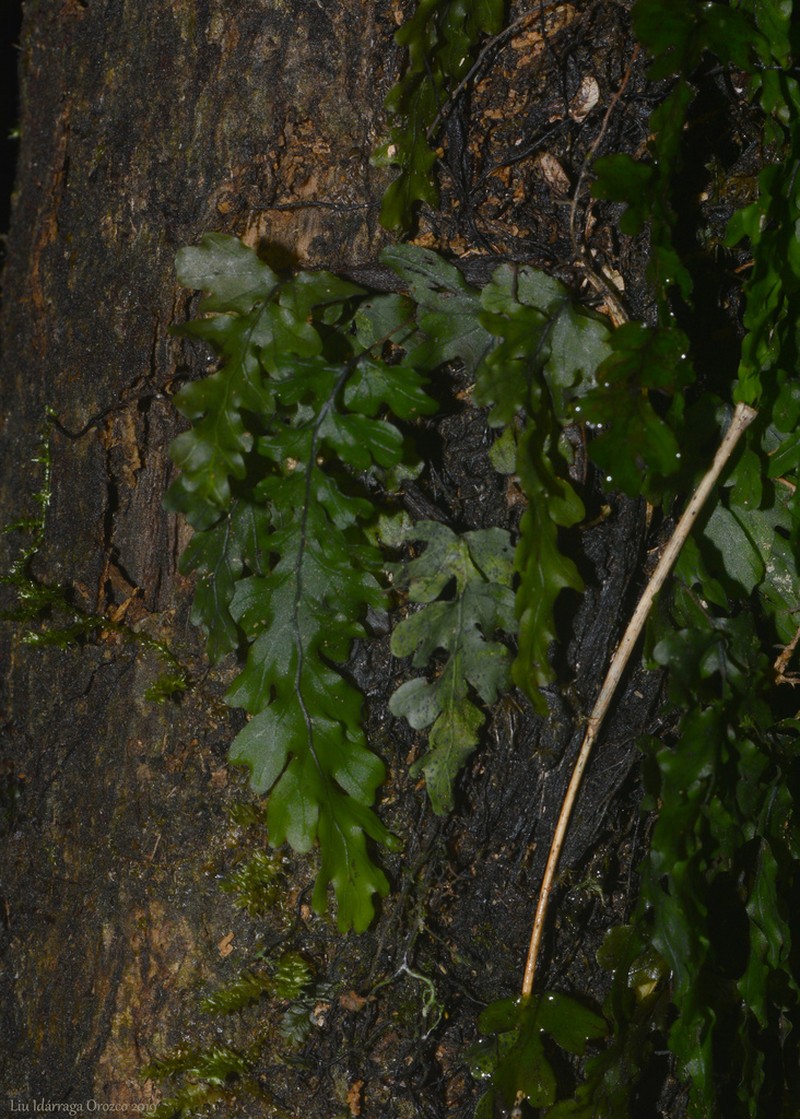 Jeweled Bristle Fern photo 3