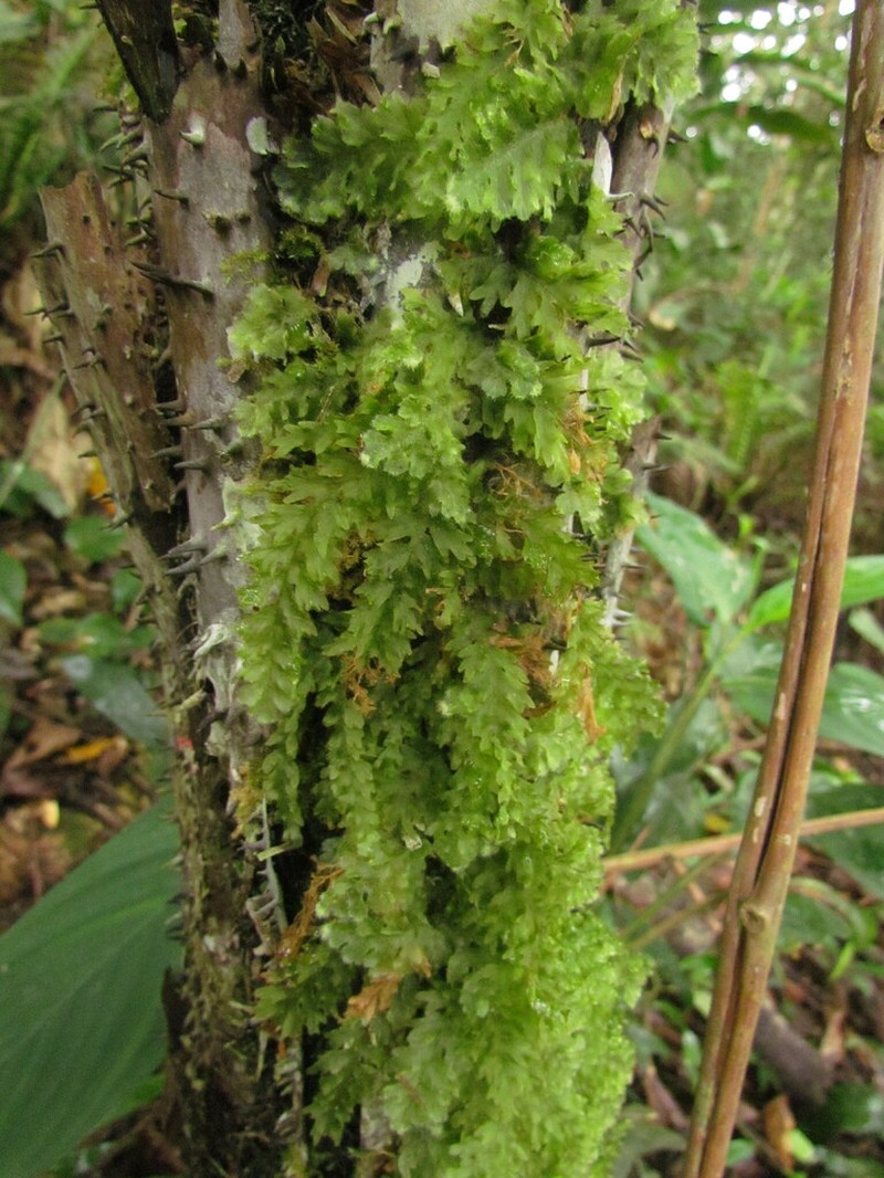 Jeweled Bristle Fern photo 4