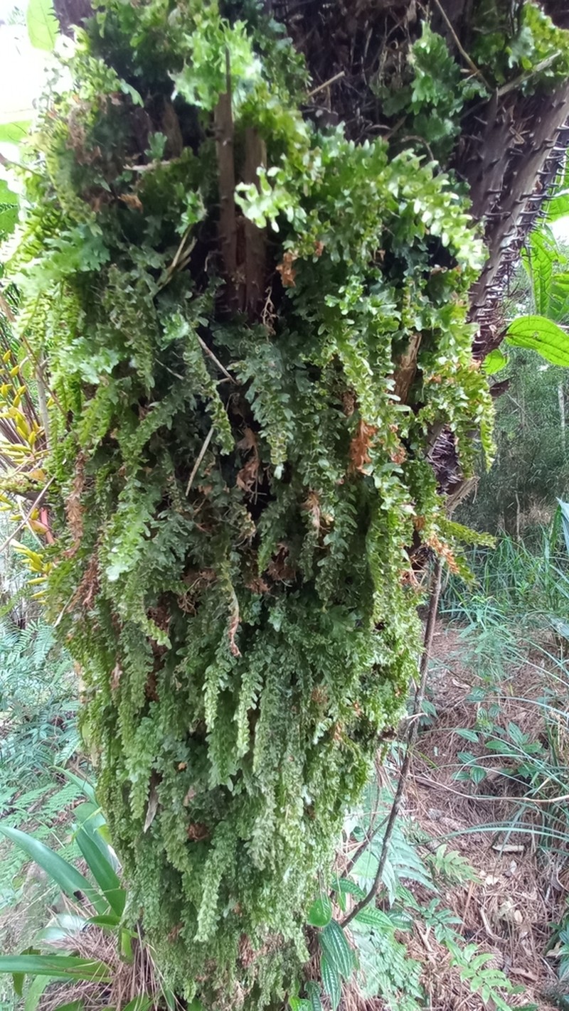 Jeweled Bristle Fern photo 5