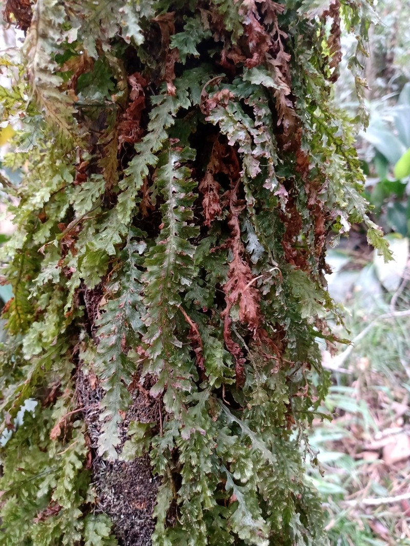 Jeweled Bristle Fern photo 6