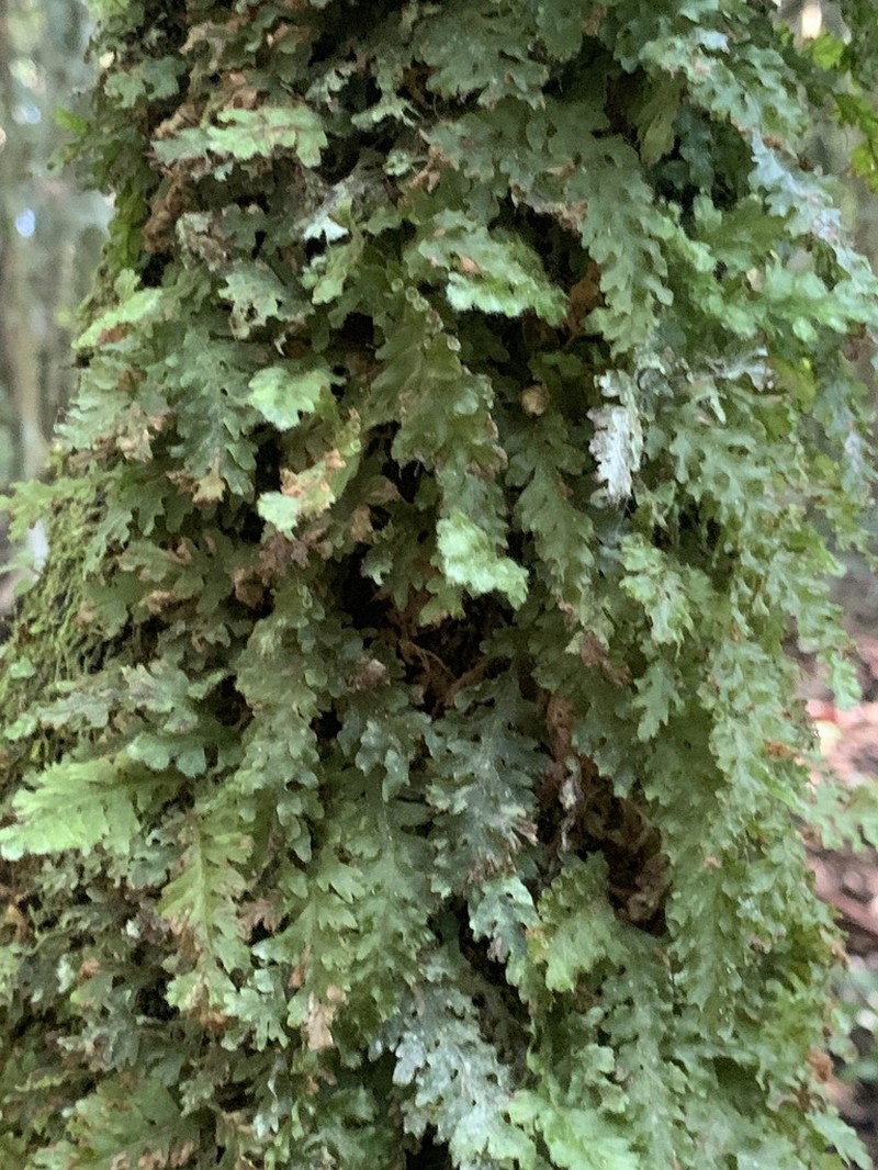 Jeweled Bristle Fern photo 7