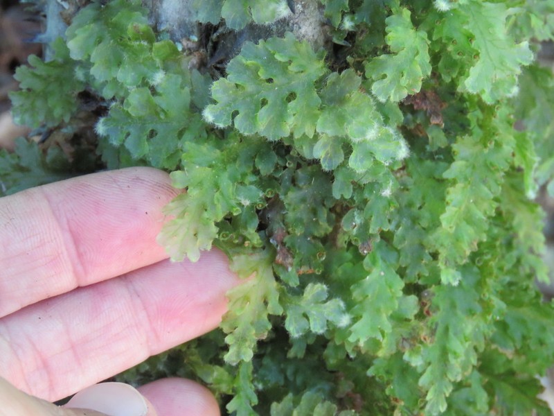 Jeweled Bristle Fern photo 8