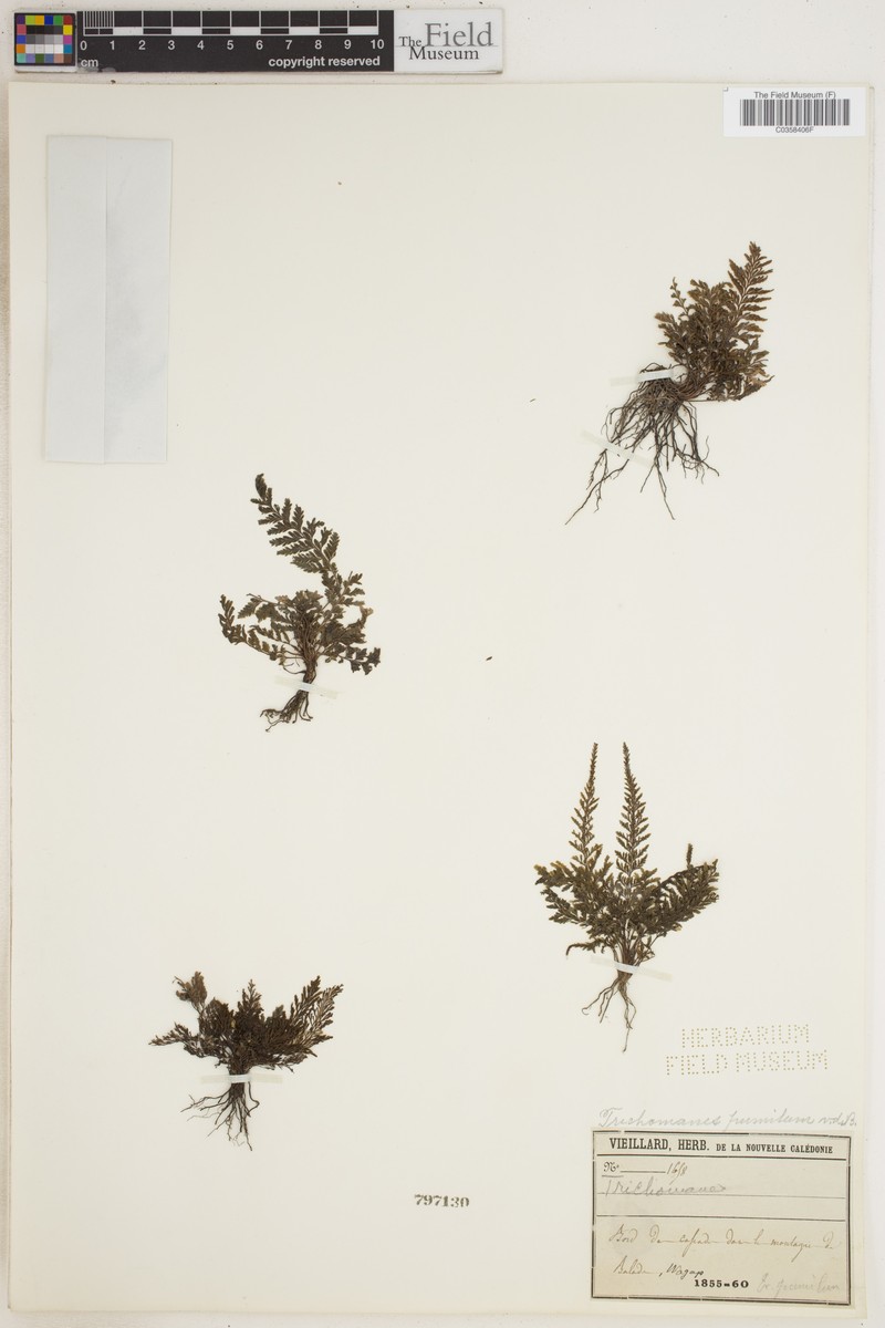 Trichomanes pumilum