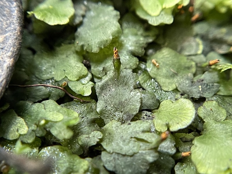 Dotted Bristle Fern
