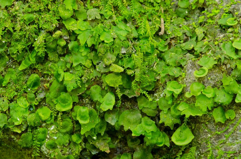 Dotted Bristle Fern photo 2