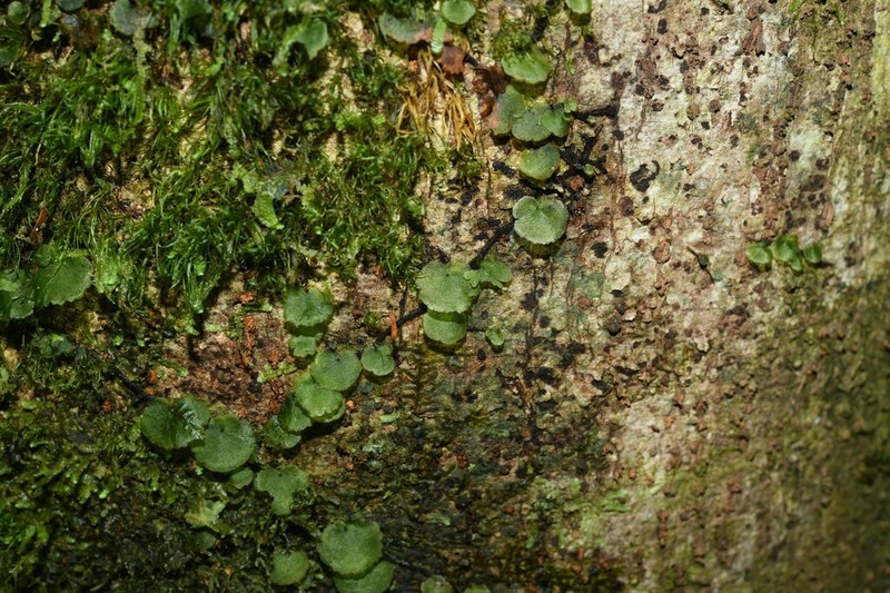 Dotted Bristle Fern photo 3