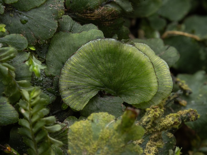 Dotted Bristle Fern photo 4